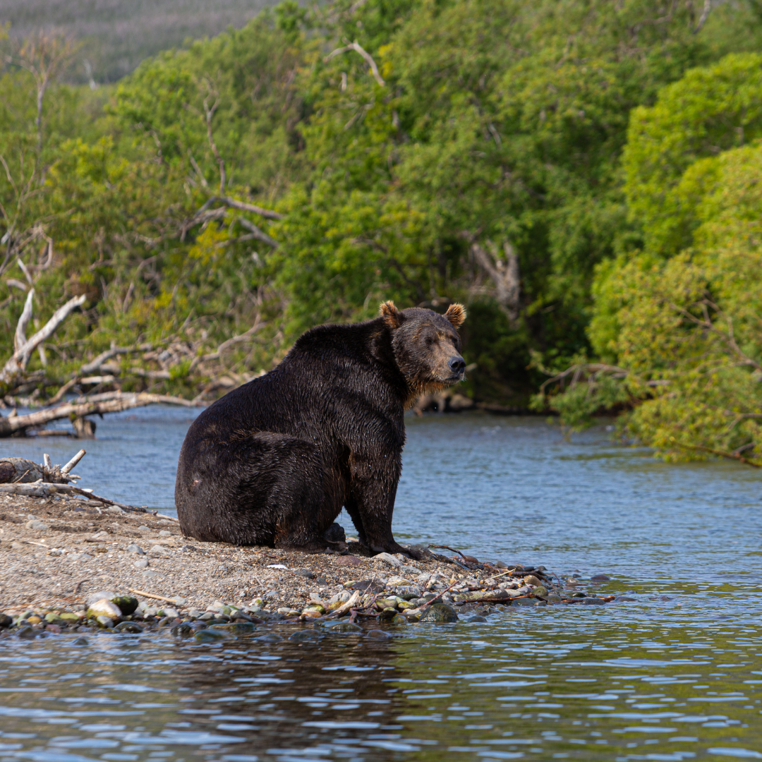 A black bear sitting next to the river