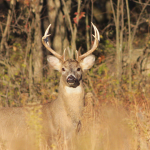 white-tailed deer