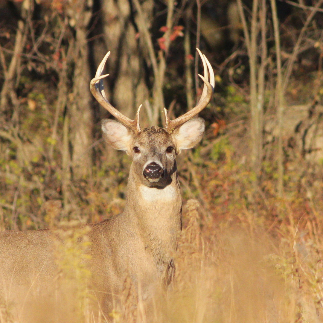 white-tailed deer